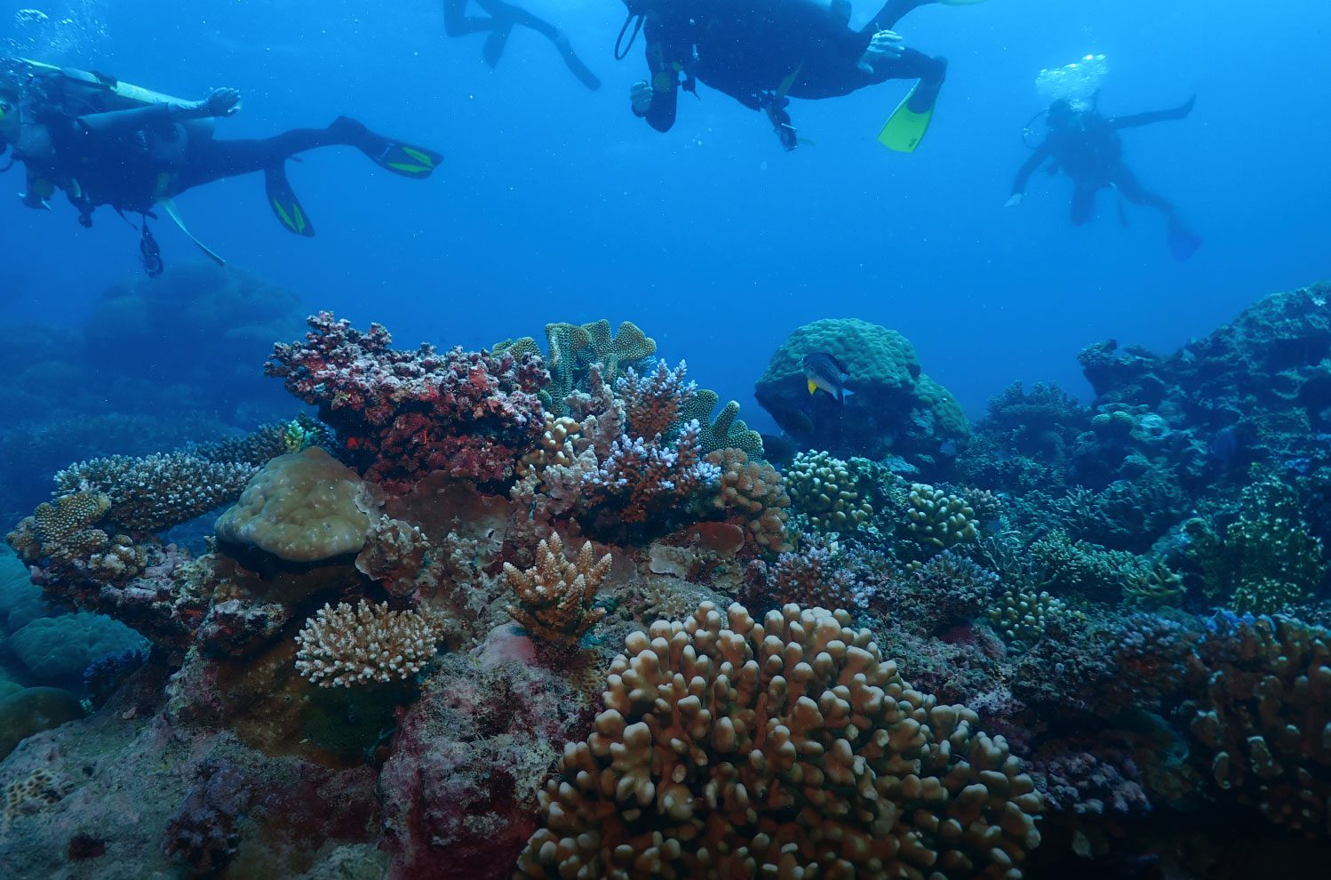 Scuba divers swim under royal blue water near prickly coral reefs below.