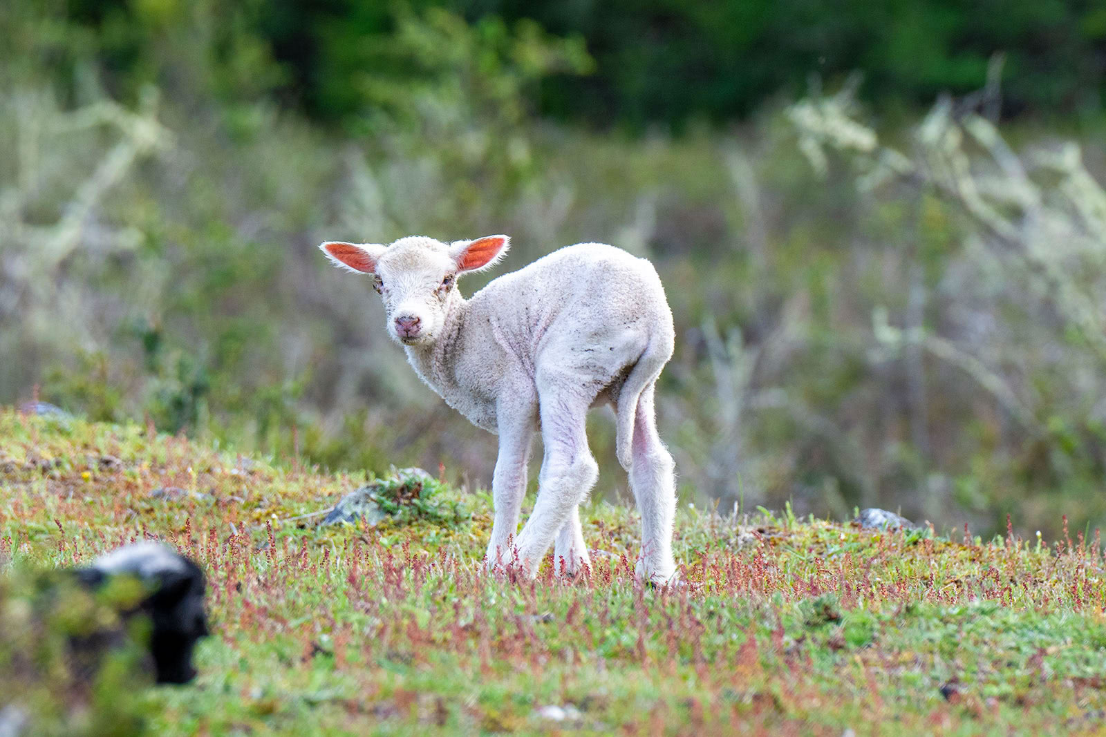 A small, white lamb in the wild from Patagonia, Chile.