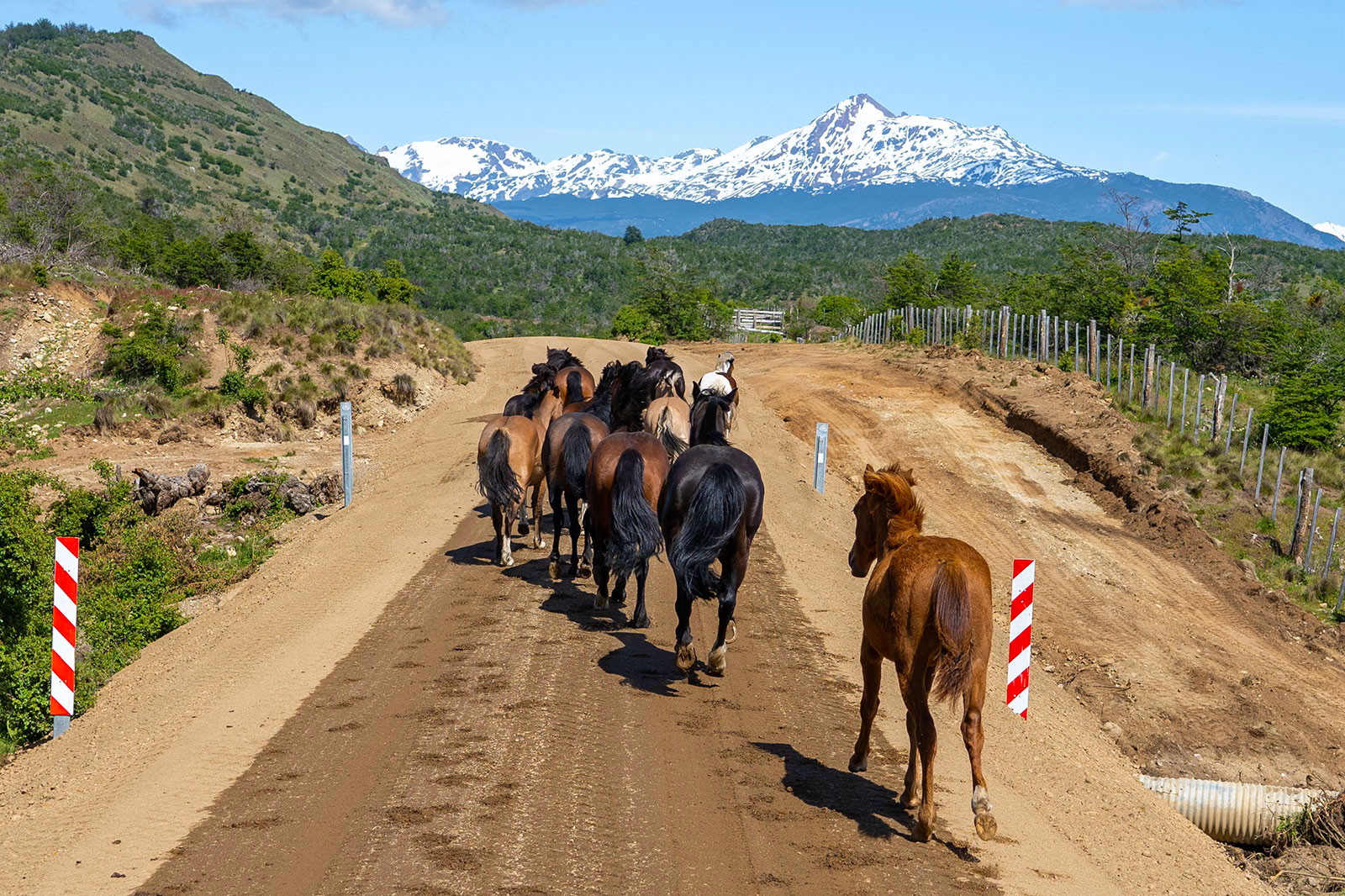 Wild horses run along a dirt road in Patagonia, Chile with blue, jagged mountains in the background.